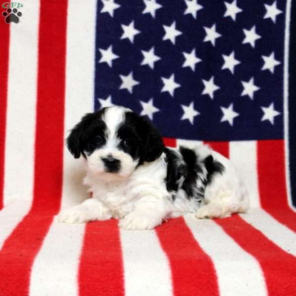 Jersey, Morkie-Poo Puppy